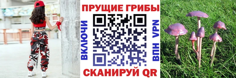 Галлюциногенные грибы Psilocybe  Серпухов 
